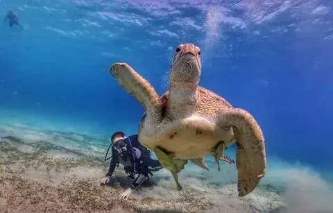 Full Day Diving Boat Trip in Hurghada – 2 Stops, Lunch & Transfers Included
